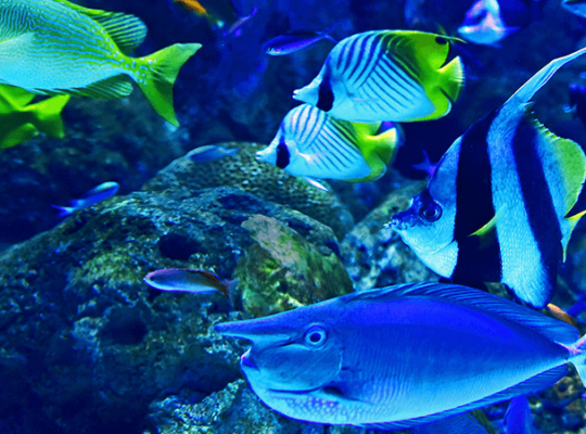 Blue and Pink Tang Fish